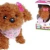 Chi Chi Love Tea Cup Poodle Puppy